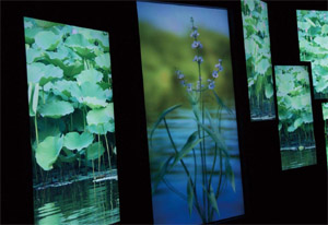 圖一 :   青鳥新媒體藝術透過感應互動和繪製動畫，結合工研院技術，讓視窗彼此能跨景呈現台灣花卉之美。