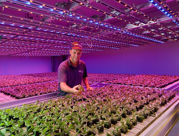 圖1 : 溫室使用的智慧照明，可以透過微調光譜來改變植物的生長方式。