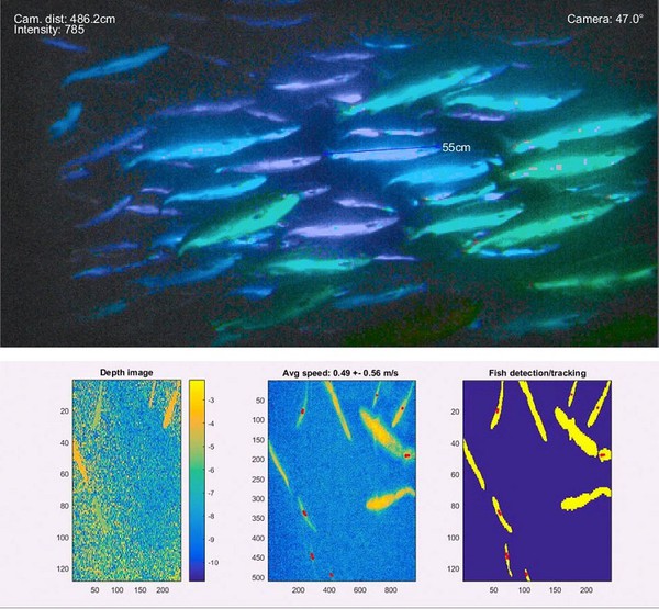 图9 : (上)影像加上长度的估计值。(下)用来追踪单一鱼只的影像