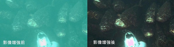 图二 : 透过影像强化还原技术产生清晰可辨的水下影像，提升分析与辨识的准确度。（source：海盛科技）
