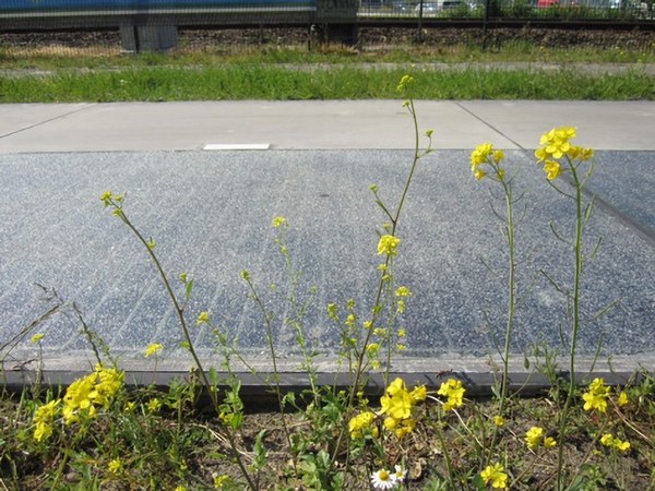 图三 : Rolling Solar太阳能公路计画把光伏系统整合到公共基础设施，能在不需额外土地的情况下实现大规模发电。（source：imec）