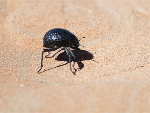 纳米比亚沙漠甲壳虫。