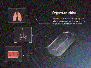 交通大學人體肺部器官晶片系統