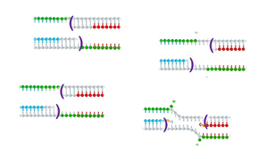 nucleic acid sequence-based amplification