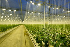 艾邁斯歐司朗發佈全球首款蝠翼型光束LED系列，使植物照明光照更均勻。