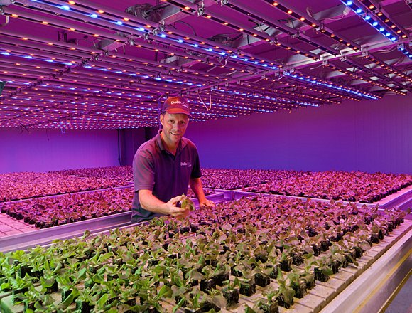 溫室使用的智慧照明，可以透過微調光譜來改變植物的生長方式。