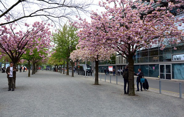 图六 : 汉诺威展期间也是德国樱花的花期，自然的美与科技的美相互辉映。