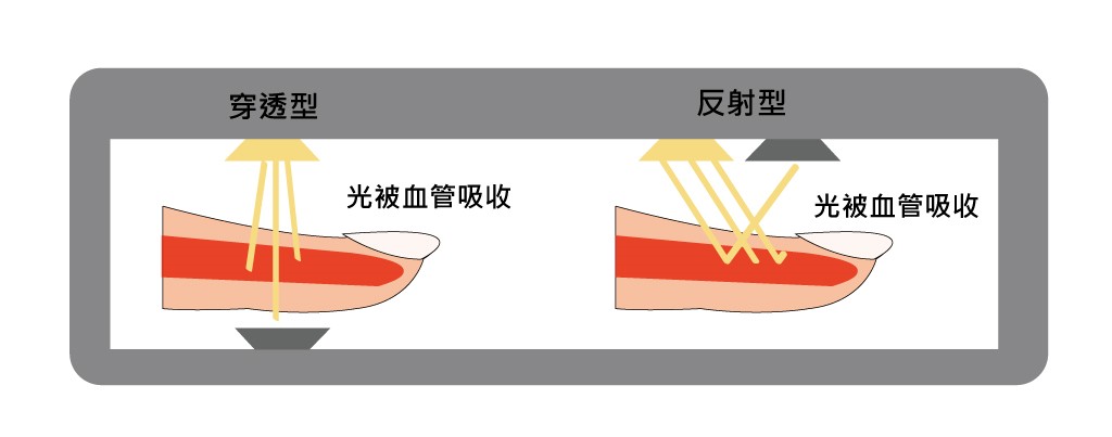 光的一部分被血管吸收。(繪圖／林彥伶)
