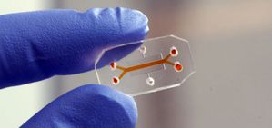 晶片模擬器官像個普通塑料片，但當它們內部充滿細胞