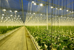 艾邁斯歐司朗植物照明LED Oslon Square Batwing在2022美國國際照明展斬獲兩項大獎