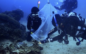台达海洋志工在海生馆团队指导下，在珊瑚产卵时协助珊瑚标志和采集作业